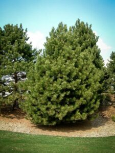 Сосна Чёрная (Pinus Nigra) купить по цене от 270.00р. в интернет-магазине «Посадика» с доставкой почтой в в Кронштадте и по всей России – [изображение №1].