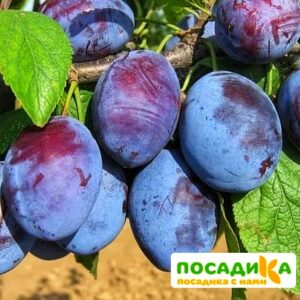 Слива Чачакская ранняя купить по цене от 229.00р. в интернет-магазине «Посадика» с доставкой почтой в в Кронштадте и по всей России – [изображение №1].