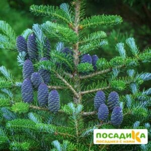 Пихта корейская (Abies koreana) купить по цене от 450.00р. в интернет-магазине «Посадика» с доставкой почтой в в Кронштадте и по всей России – [изображение №1].