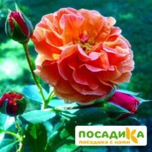 Роза Арабия купить по цене от 350.00р. в интернет-магазине «Посадика» с доставкой почтой в в Кронштадте и по всей России – [изображение №1].