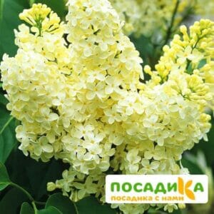 Сирень Примроуз (Primrose) купить по цене от 529.00р. в интернет-магазине «Посадика» с доставкой почтой в в Кронштадте и по всей России – [изображение №1].