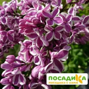 Сирень Сенсация купить по цене от 529.00р. в интернет-магазине «Посадика» с доставкой почтой в в Кронштадте и по всей России – [изображение №1].