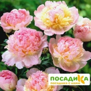 Пион Распберри Сандей (Paeonia Raspberry Sundae) купить по цене от 959р. в интернет-магазине «Посадика» с доставкой почтой в в Кронштадте и по всей России – [изображение №1].