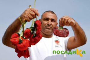 Клубника Гигант Джорнея купить по цене от 266р. в интернет-магазине «Посадика» с доставкой почтой в в Кронштадте и по всей России – [изображение №1].