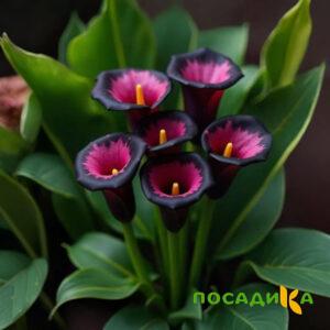 Калла Аура Лейс купить по цене от 400р. в интернет-магазине «Посадика» с доставкой почтой в в Кронштадте и по всей России – [изображение №1].