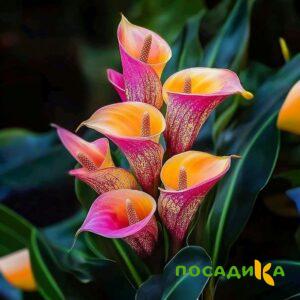 Калла Оникс купить по цене от 450р. в интернет-магазине «Посадика» с доставкой почтой в в Кронштадте и по всей России – [изображение №1].