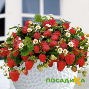 Клубника Рубиновый Шепот (горшечная) купить по цене от 240р. в интернет-магазине «Посадика» с доставкой почтой в в Кронштадте и по всей России – [изображение №1].