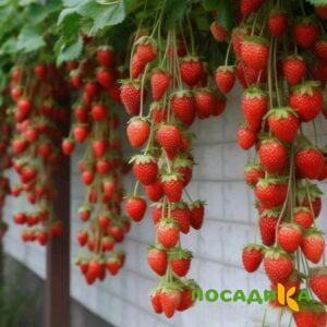Клубника вьющаяся Комплимент купить по цене от 470р. в интернет-магазине «Посадика» с доставкой почтой в в Кронштадте и по всей России – [изображение №1].