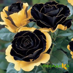 Роза Ханни Сикл купить по цене от 700р. в интернет-магазине «Посадика» с доставкой почтой в в Кронштадте и по всей России – [изображение №1].