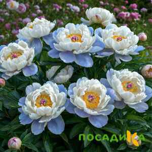 Пион акварельный Этюд купить по цене от 806р. в интернет-магазине «Посадика» с доставкой почтой в в Кронштадте и по всей России – [изображение №1].