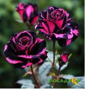 Роза Багровый Шепот купить по цене от 366р. в интернет-магазине «Посадика» с доставкой почтой в в Кронштадте и по всей России – [изображение №1].