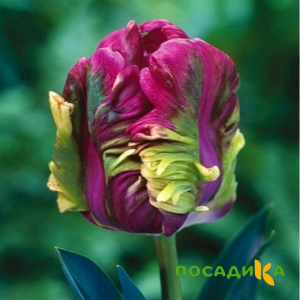 Тюльпан Экзотик Хэвен купить по цене от 186р. в интернет-магазине «Посадика» с доставкой почтой в в Кронштадте и по всей России – [изображение №1].
